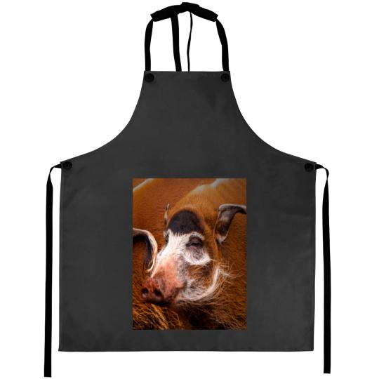 Discover Zoology - Red River Hog Aprons