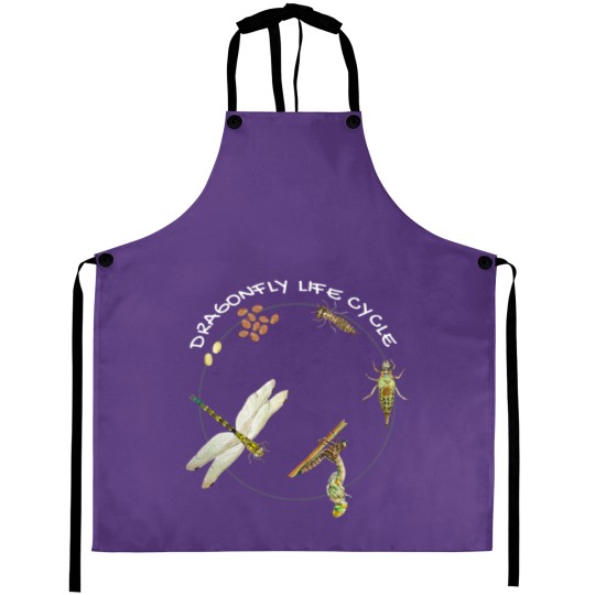 Discover Dragonfly Life Cycle Facts 3 Stages Insect Development Aprons