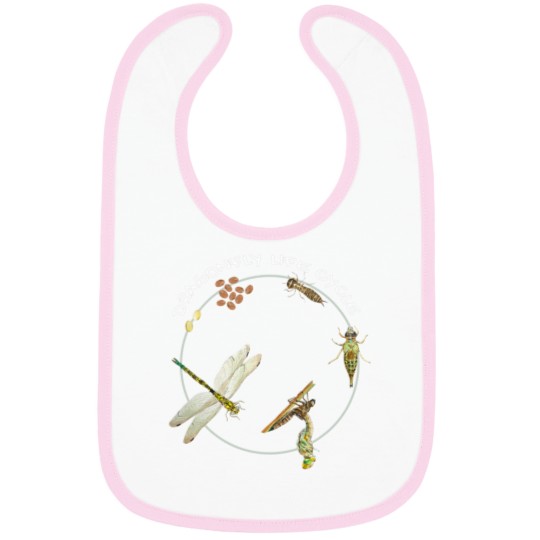 Discover Dragonfly Life Cycle Facts 3 Stages Insect Development Bibs