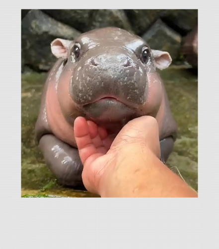 Discover Moo Deng Baby Hippo Digital File