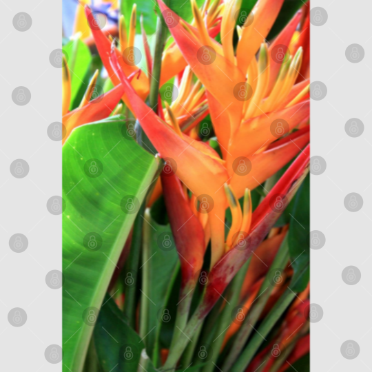 Discover Brilliant Tropical Heliconia Florals Digital Files
