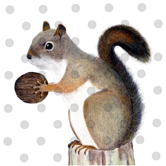 Discover Squirrel Sweat Digital Files