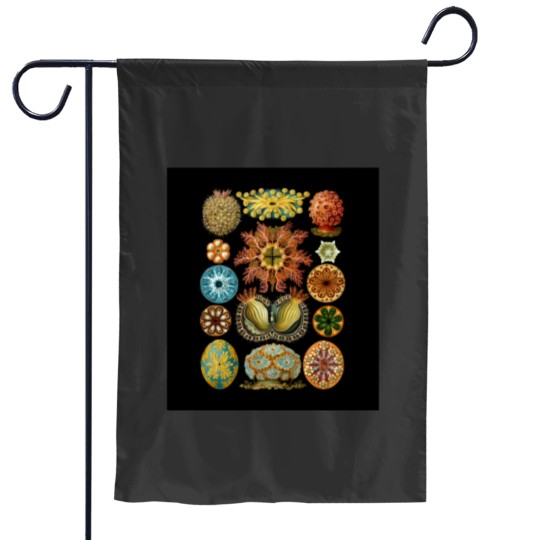 Discover Ernst Haeckel - Scientific Illustration - Ascidiae Garden Flags