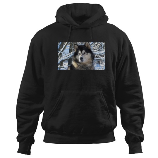 Discover Loup's first snowfall 2012 Hoodies