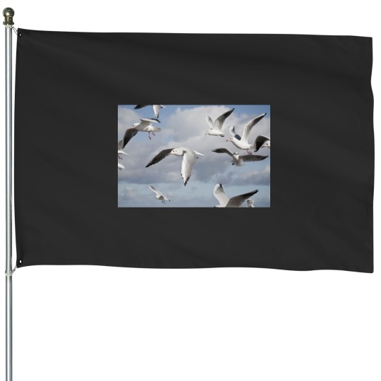 Discover Flying Seagulls House Flags