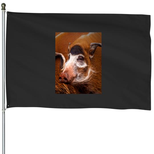 Discover Zoology - Red River Hog House Flags