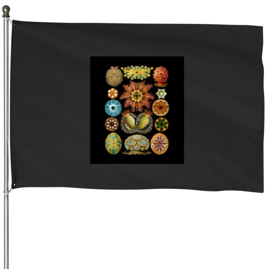 Discover Ernst Haeckel - Scientific Illustration - Ascidiae House Flags