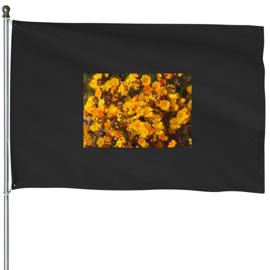 Discover Western Australian Wildflower - Orange Stars House Flags
