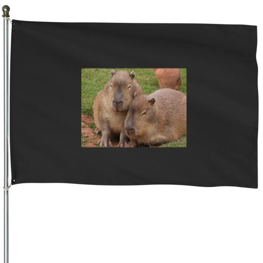 Discover Capybara Love House Flags