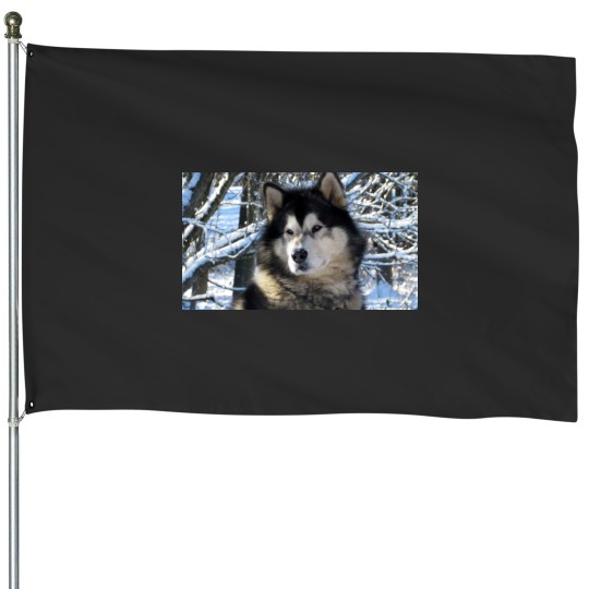 Discover Loup's first snowfall 2012 House Flags
