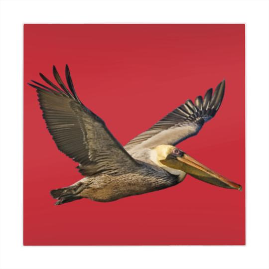 Discover Brown Pelican In Flight Mahjong Mats