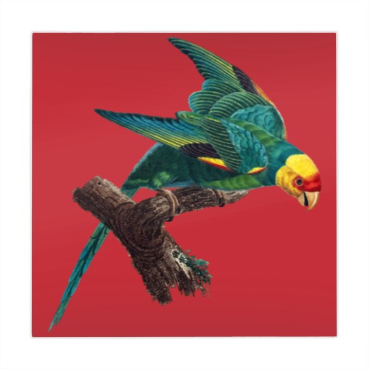 Discover Carolina parakeet Mahjong Mats