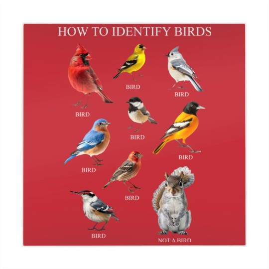 Discover Bird Mahjong Mats, How to Identify Birds Mahjong Mats