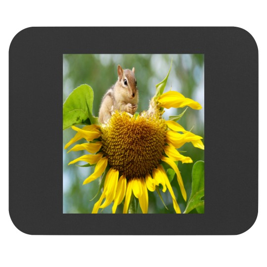 Discover squirrel Mouse Pads