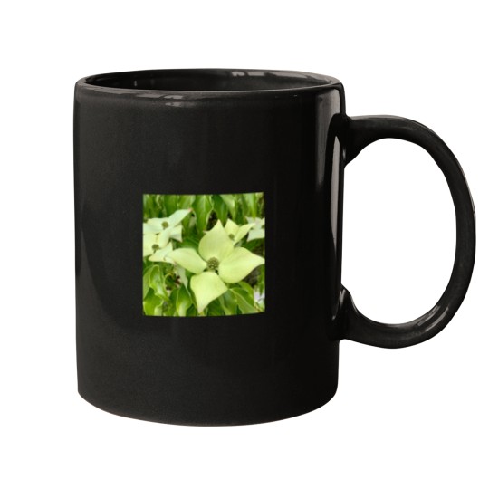 Discover White Truffle(1) Mugs
