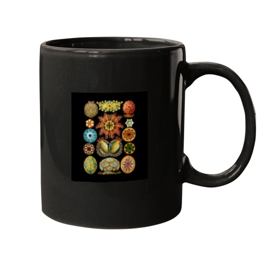 Discover Ernst Haeckel - Scientific Illustration - Ascidiae Mugs