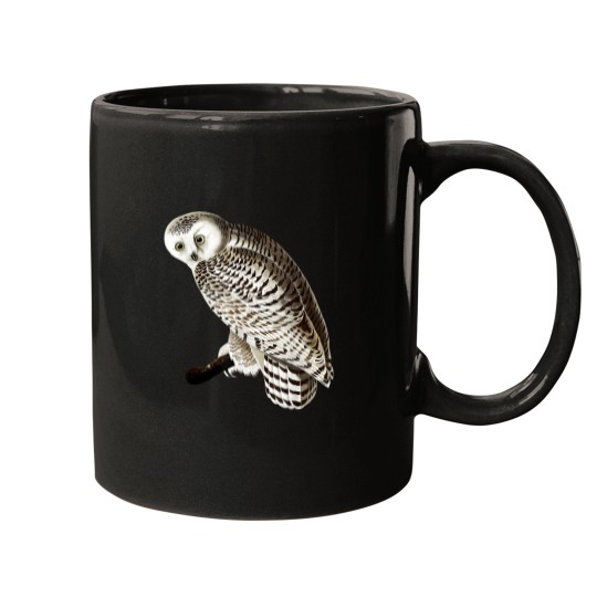 Discover Snowy Owl Vintage Illustration Mugs