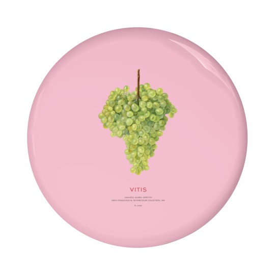 Discover Grape or Vitis Pin Buttons