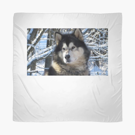 Discover Loup's first snowfall 2012 Scarves