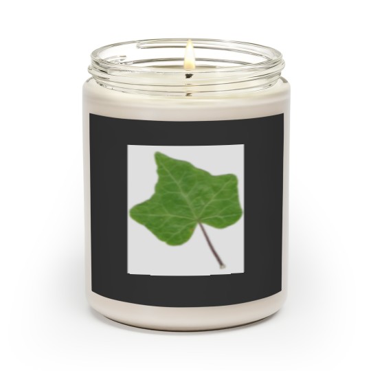 Discover Ivy Leaf Scented Candles