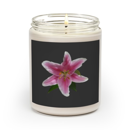 Discover Single Stargazer Lily Fitted Scented Candles