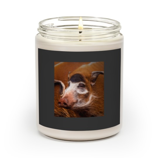 Discover Zoology - Red River Hog Scented Candles