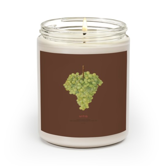 Discover Grape or Vitis Scented Candles