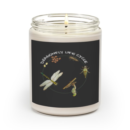 Discover Dragonfly Life Cycle Facts 3 Stages Insect Development Scented Candles