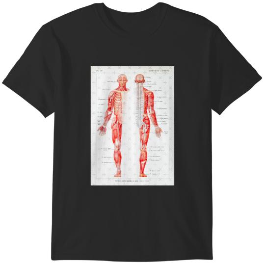Discover Vintage Muscular System Anatomical Chart - Human Muscle Anatomy T-Shirts