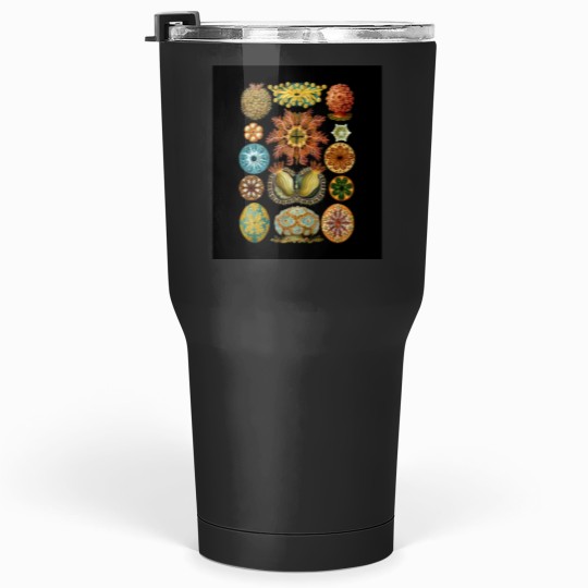 Discover Ernst Haeckel - Scientific Illustration - Ascidiae Tumblers 30 oz